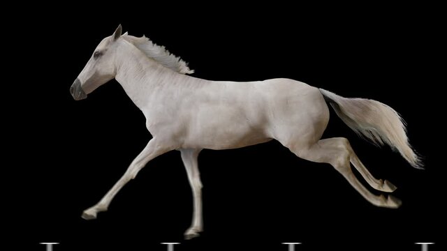 White horse running gallop realistic animation. Isolated animal video including alpha channel allows to add background in post-production. Element for visual effects.