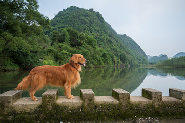 Golden retriever standing on a dam by the lake