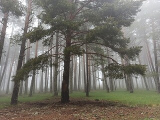 Niebla en el pinar