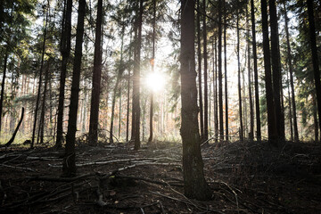 Fototapeta premium Forest trees in silesia Poland