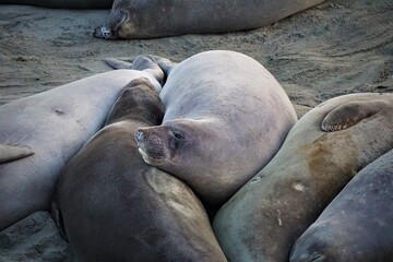 Elephant Seals at a west coast beach.
