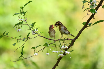 Yellow-throated bunting bird, Yellow Hammer, Emberiza elegans