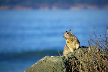 Californian gopher by the sea.