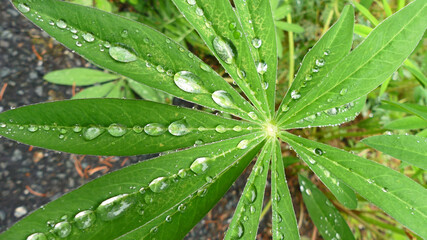 Fototapeta na wymiar Lupin leaf with raindrops