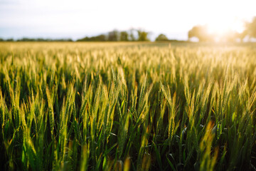 Young green wheat growing in soil. Ripening ears of wheat field.  Summer day. Sunset light 