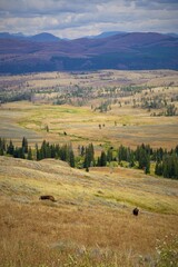 Bisons in Yellostone National Park