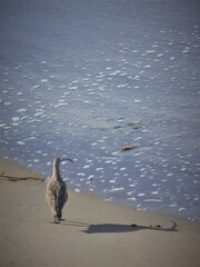 Curlew on the beach.