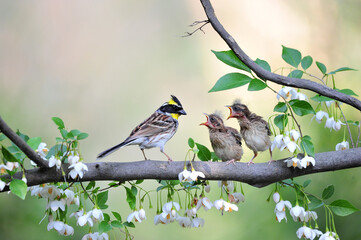 Yellow-throated bunting bird, Yellow Hammer, Emberiza elegans