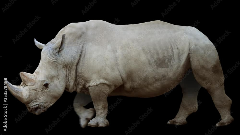 Wall mural rhinoceros walking realistic animation. isolated rhino video including alpha channel allows to add b