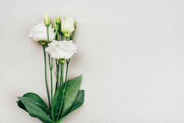 Fresh white flowers on a grey pastel background. Spring minimal concept.