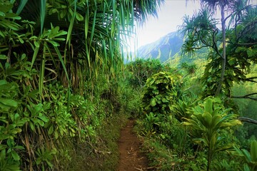 Small path through lush hawaiian forest, Kauai, Hawaii, USA.