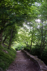 Fototapeta na wymiar view of hiking trail in the mountain with beautiful trees