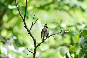 Yellow-throated bunting bird, Yellow Hammer, Emberiza elegans
