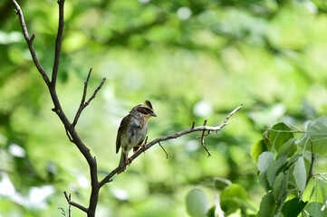 Fototapeta premium Yellow-throated bunting bird, Yellow Hammer, Emberiza elegans