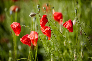 Poppies in the rain