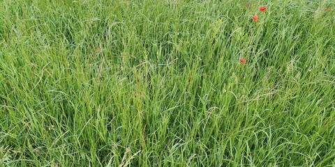 green wheat field