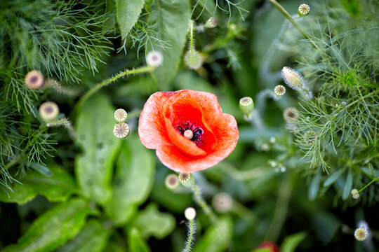 A Single Poppy Flower In Tall Grass