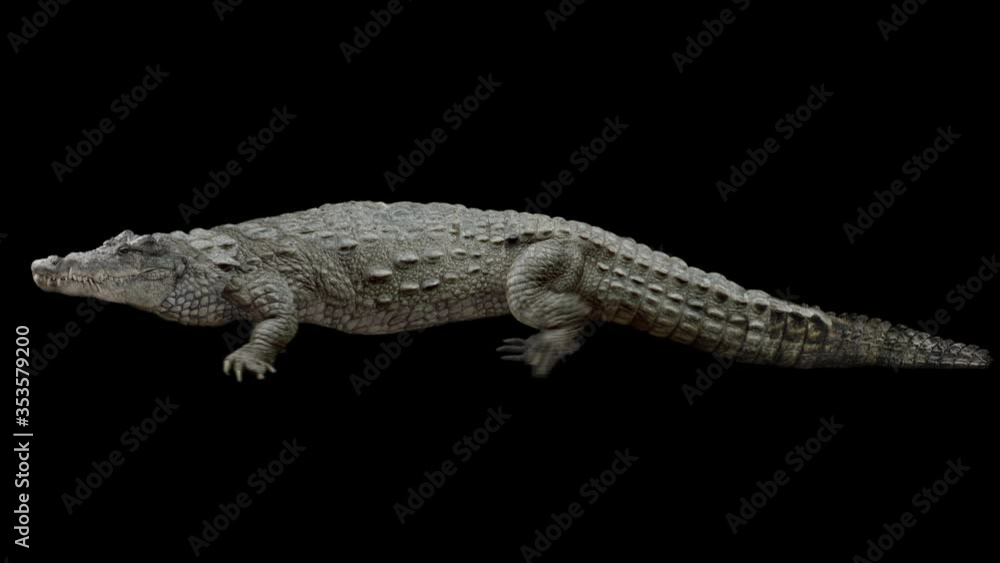 Wall mural crocodile walking realistic animation. isolated animal video including alpha channel allows to add b