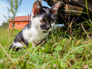 A young healthy lively kitten wanders around the garden and looks around confused. Passive...