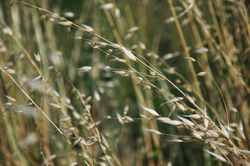 Erba secca mossa dal vento in una giornata di inizio estate