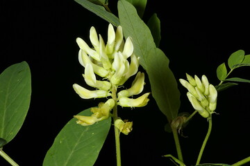 Wild Liquorice (Astragalus glycyphyllos). Inflorescence Closeup