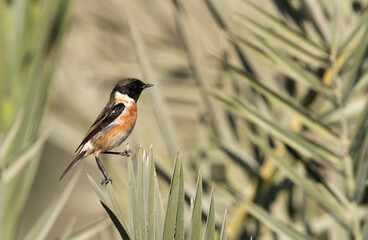 European stonechat on green
