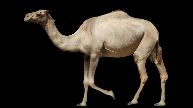 Arabian camel walking realistic animation. Isolated Somali one-humped dromedary video including alpha channel allows to add background in post-production. Element for visual effects.