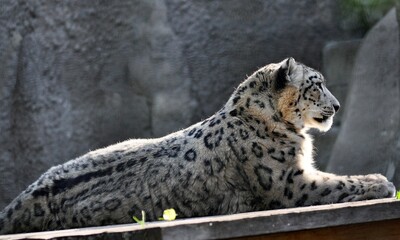 Snow leopard on vacation on a sunny day