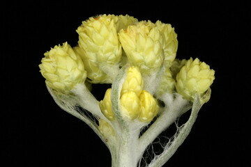 Dwarf Everlasting (Helichrysum arenarium). Inflorescence Closeup