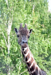 Portrait of a cute giraffe