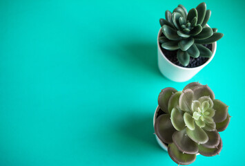 two green succulents on the green background