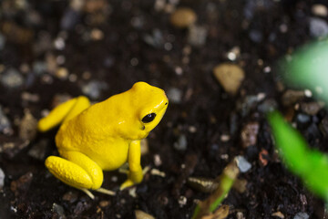 Golden Poison Frog