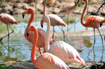 Red and pink flamingos walk on the pond