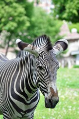 Fototapeta na wymiar Portrait of a striped zebra