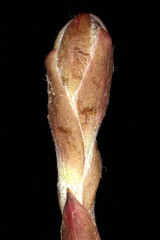 Colt's Foot (Tussilago farfara). Young Capitulum Closeup