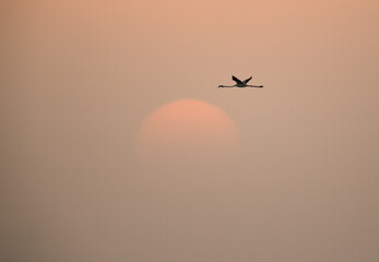 Greater Flamingo and the morning sun at Asker, Bahrain