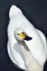 White swan with yellow beak