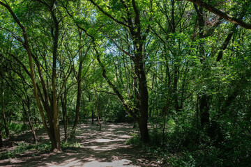 Chemin forestier © Franck Chapolard