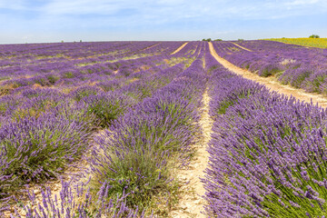 Fototapeta na wymiar Lavender field in Provence, south of France