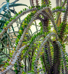 succulent plant closeup