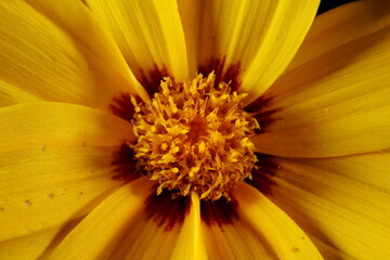 Large-Flowered Tickseed (Coreopsis grandiflora). Disc Florets Closeup