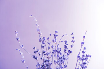 bunch of lavender