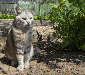 Naklejka na ściany i meble Domestic cat quietly sits on the ground near a green bush