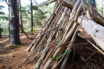 Wooden survival shelter hut in pine forest