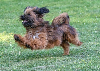 Kleiner Hund der aussieht wie Chewbacca rennt auf einer Wiese