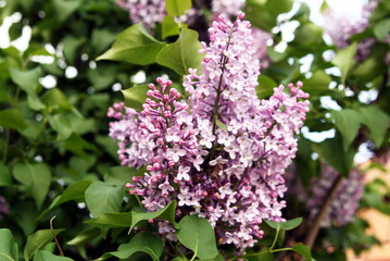 Fototapeta na wymiar beautiful lilac Bush blooming close up
