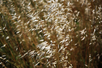 Erba secca mossa dal vento in una giornata di inizio estate