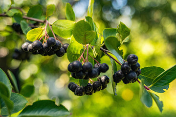 black currant on a bush