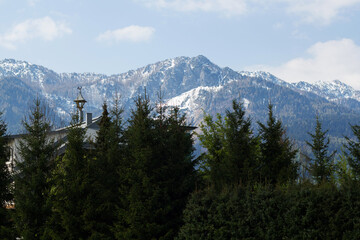 A forest in European Alps