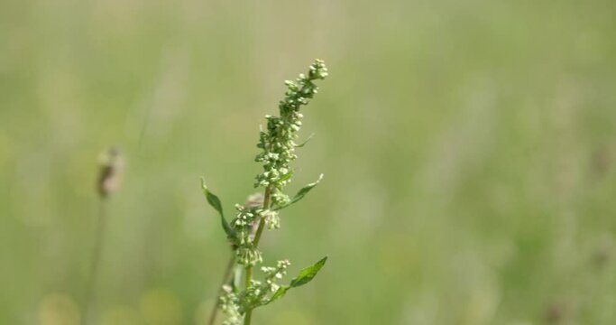 Top of small green plant moves in wind, blurry grassland in background